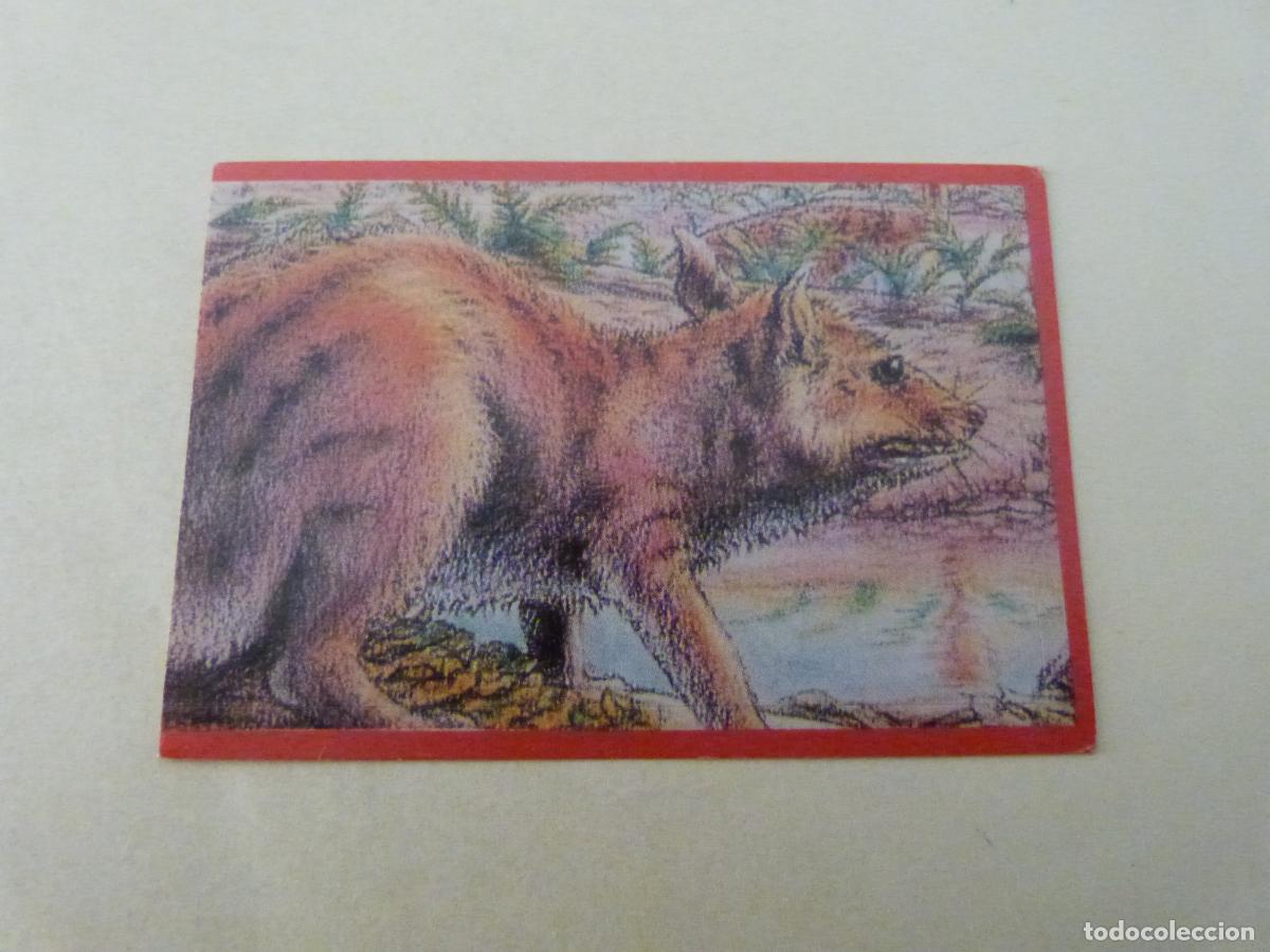 Fu&szlig;ball-Sticker: CROMO EL GRAN ALBUM DE LOS DINOSAURIOS SIN PEGAR N&ordm; 121 A&Ntilde;O 1993 EL GRAN ALBUM... DE MV EDITORES