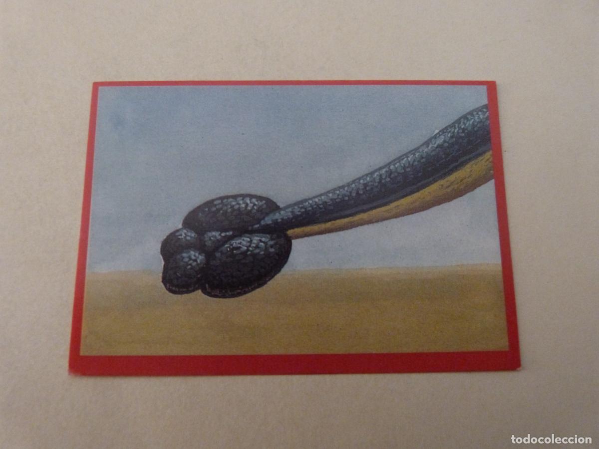 Cartes &agrave; collectionner de Football: CROMO EL GRAN ALBUM DE LOS DINOSAURIOS SIN PEGAR N&ordm; 176 A&Ntilde;O 1993 EL GRAN ALBUM... DE MV EDITORES