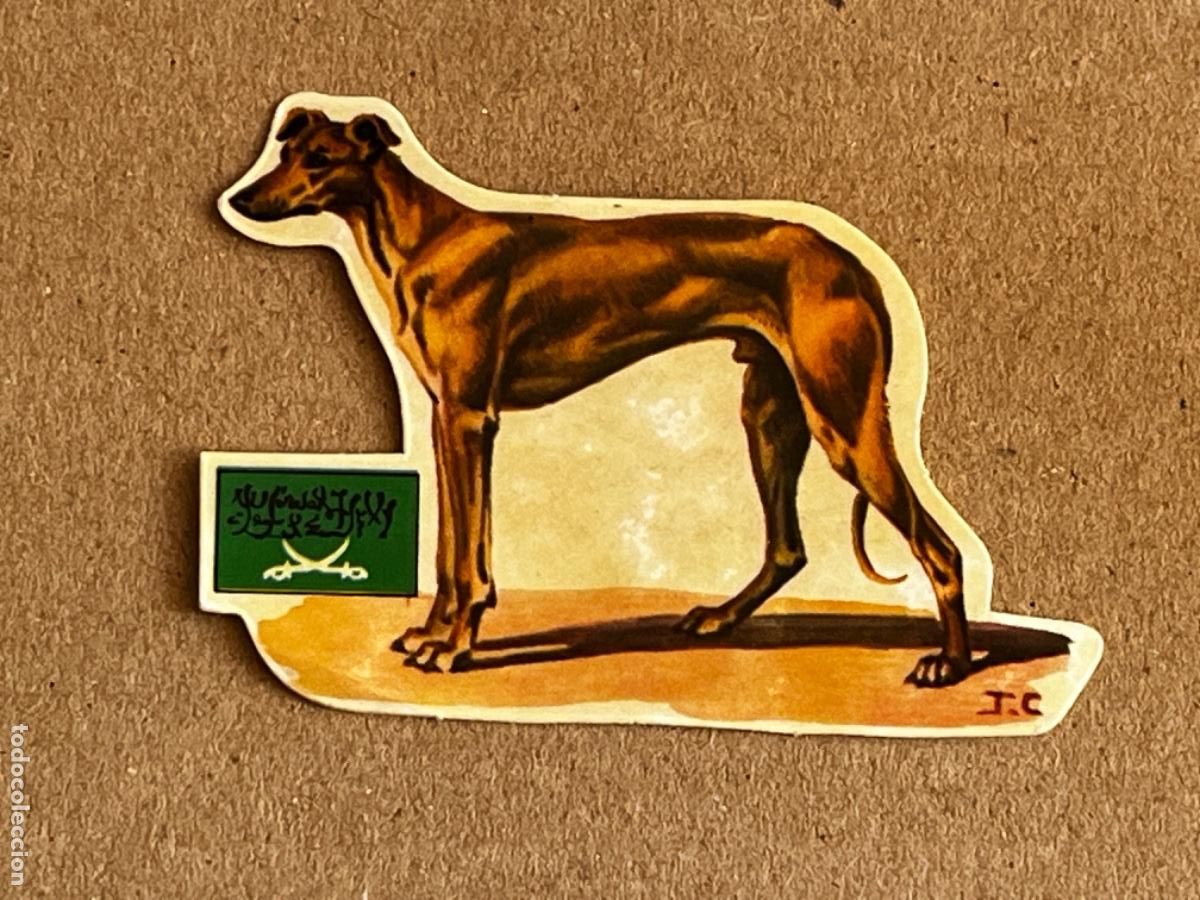Cromos de F&uacute;tbol: 38. CROMO STICKERS LOS PERROS , SUS RAZAS Y SU ORIGEN PANRICO N 51 GALGO &Aacute;RABE ARABIA