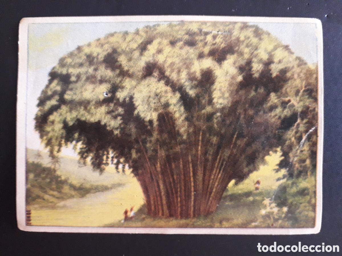 Cartes &agrave; collectionner de Football: BAMB&Uacute;ES GIGANTES, MARAVILLAS DEL MUNDO N&deg; 104 ALBUM 1 BRUGUERA 1956 SIN PEGAR, PEDIDO M&Iacute;NIMO 3&euro;.