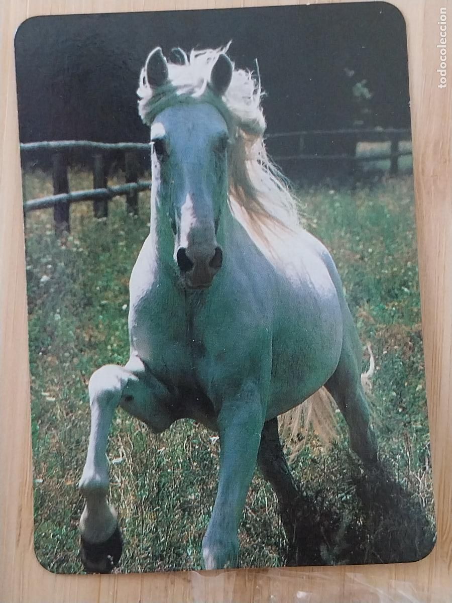 Fu&szlig;ball-Sticker: CABALLO BLANCO CALENDARIO 1999 PUBLI *** TALLERES MORATALAZ *** REF BO543