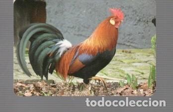 Cromos de f&uacute;tbol: CALENDARIO DE BONITO GALLO EDITO BO, N&ordm; 525 DEL A&Ntilde;O 2013 SIN CIRCULAR