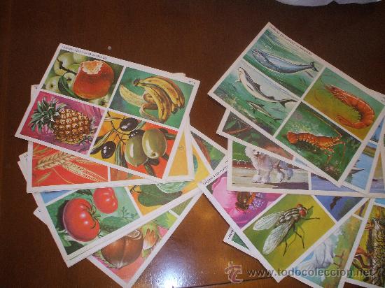 Collectable Antique Stamped Cards: Lote de 18 laminas de cromos educativas