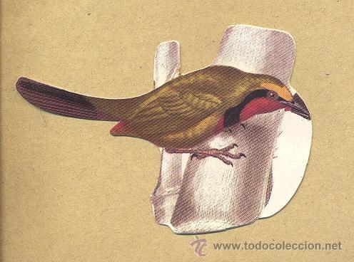 Collezionismo Figurine ritagliate antiche: Cromo troquelado Panrico, n&ordm; 31 Alcaudon perrin