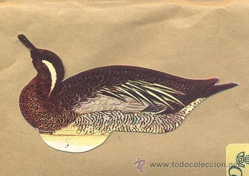 Collezionismo Figurine ritagliate antiche: Cromo troquelado Panrico, n&ordm;58 Cerceta carretona