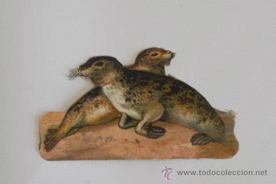 Colecionismo Cromos recortados antigos: Cromo troquelado. Representa a dos focas. Principios siglo XX.
