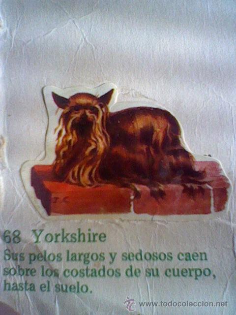 Collezionismo Figurine ritagliate antiche: cromo troquelado recuperado tus amigos perros Panrico premium n&ordm; 68 YORKSHIRE leer