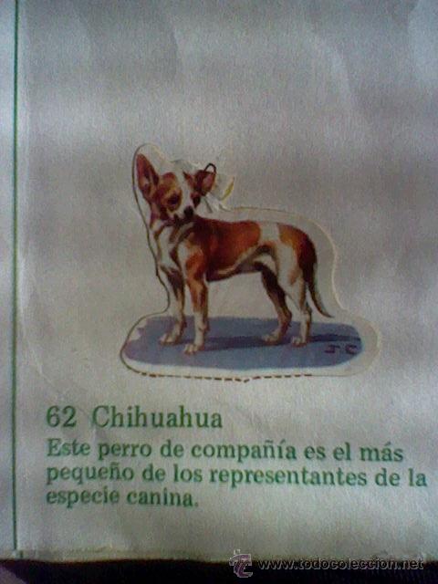 Collezionismo Figurine ritagliate antiche: cromo troquelado recuperado tus amigos perros Panrico premium n&ordm; 62 CHIHUAHUA leer