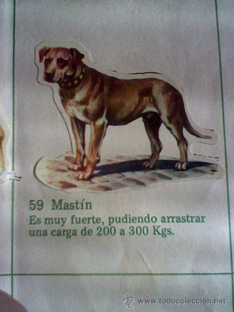 Collezionismo Figurine ritagliate antiche: cromo troquelado recuperado tus amigos perros Panrico premium n&ordm; 59 MASTIN leer