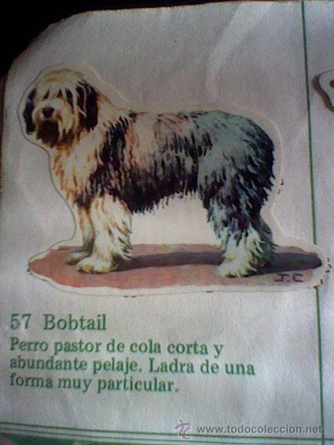 Collezionismo Figurine ritagliate antiche: cromo troquelado recuperado tus amigos perros Panrico premium n&ordm; 57 BOBTAIL leer