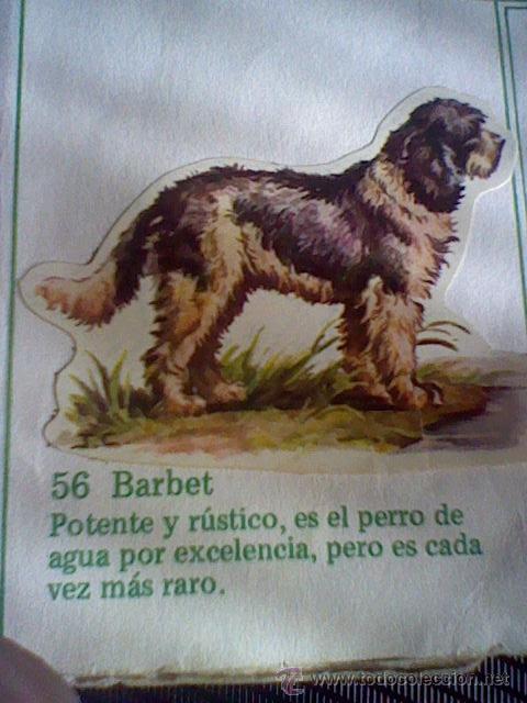 Collezionismo Figurine ritagliate antiche: cromo troquelado recuperado tus amigos perros Panrico premium n&ordm; 56 BARBET leer