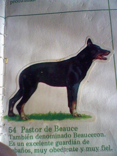 Collezionismo Figurine ritagliate antiche: cromo troquelado recuperado tus amigos perros Panrico premium n&ordm; 54 PASTOR DE BEAUCE leer