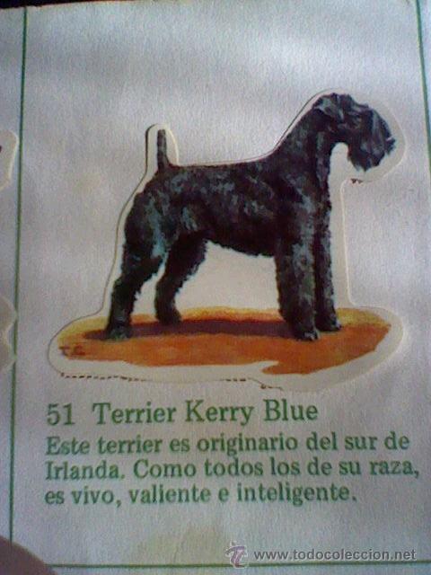 Collezionismo Figurine ritagliate antiche: cromo troquelado recuperado tus amigos perros Panrico premium n&ordm; 51 TERRIER KERRY BLUE leer