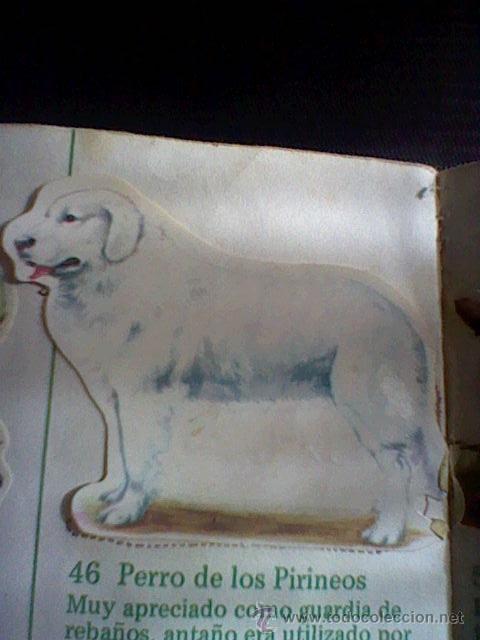 Collezionismo Figurine ritagliate antiche: cromo troquelado recuperado tus amigos perros Panrico premium n&ordm; 46 PERRO PIRINEOS leer