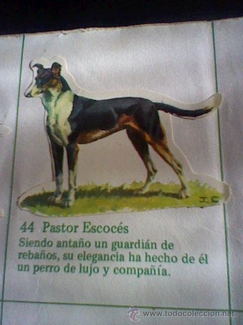 Collezionismo Figurine ritagliate antiche: cromo troquelado recuperado tus amigos perros Panrico premium n&ordm; 44 PASTOR ESCOCES leer