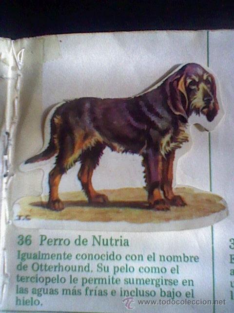 Collezionismo Figurine ritagliate antiche: cromo troquelado recuperado tus amigos perros Panrico premium n&ordm; 36 PERRO NUTRIA leer