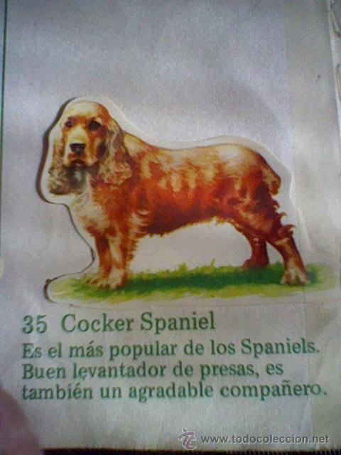Collezionismo Figurine ritagliate antiche: cromo troquelado recuperado tus amigos perros Panrico premium n&ordm; 35 COCKER PANIEL leer