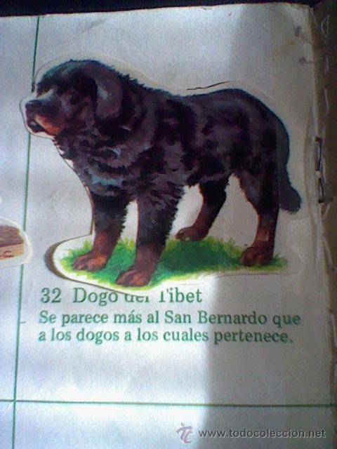 Collezionismo Figurine ritagliate antiche: cromo troquelado recuperado tus amigos perros Panrico premium n&ordm; 32 DOGO DEL TIBET leer