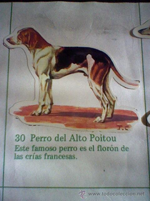 Collezionismo Figurine ritagliate antiche: cromo troquelado recuperado tus amigos perros Panrico premium n&ordm; 30 PERRO DEL ALTO POITOU leer