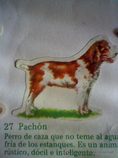 Collezionismo Figurine ritagliate antiche: cromo troquelado recuperado tus amigos perros Panrico premium n&ordm; 27 PACHON leer