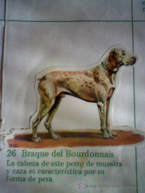 Collezionismo Figurine ritagliate antiche: cromo troquelado recuperado tus amigos perros Panrico premium n&ordm; 26 BRAQUE BOURDONNAIS leer