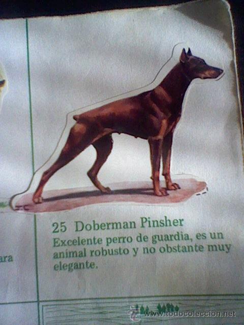 Coleccionismo cromos troquelados antiguos: cromo troquelado recuperado tus amigos perros Panrico premium n&ordm; 25 DOBERMAN PINSHER leer