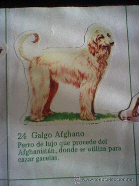 Coleccionismo cromos troquelados antiguos: cromo troquelado recuperado tus amigos perros Panrico premium n&ordm; 24 GALGO AFGANO leer