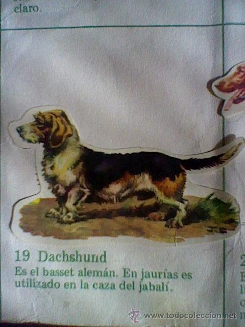 Coleccionismo cromos troquelados antiguos: cromo troquelado recuperado tus amigos perros Panrico premium n&ordm; 19 DACHSHUND leer