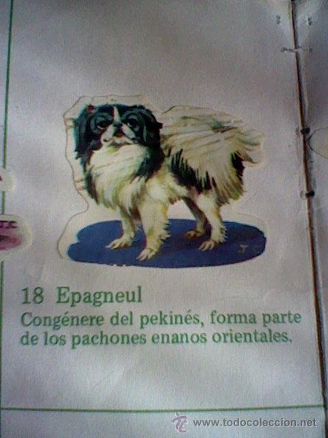 Coleccionismo cromos troquelados antiguos: cromo troquelado recuperado tus amigos perros Panrico premium n&ordm; 18 EPAGNEUL leer