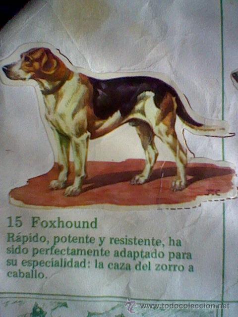 Coleccionismo cromos troquelados antiguos: cromo troquelado recuperado tus amigos perros Panrico premium n&ordm; 16 FOXHOUND leer