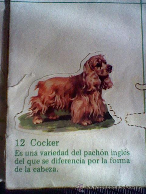Coleccionismo cromos troquelados antiguos: cromo troquelado recuperado tus amigos perros Panrico premium n&ordm; 12 COCKER leer