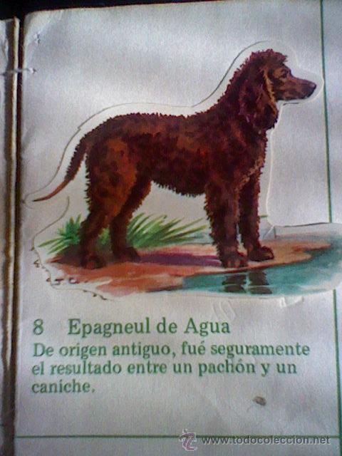 Coleccionismo cromos troquelados antiguos: cromo troquelado recuperado tus amigos perros Panrico premium n&ordm; 8 EPAGNEUL DE AGUA leer