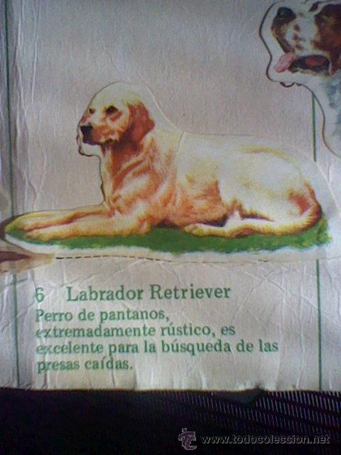 Coleccionismo cromos troquelados antiguos: cromo troquelado recuperado tus amigos perros Panrico premium n&ordm; 6 LABRADOR RETRIEVER  leer