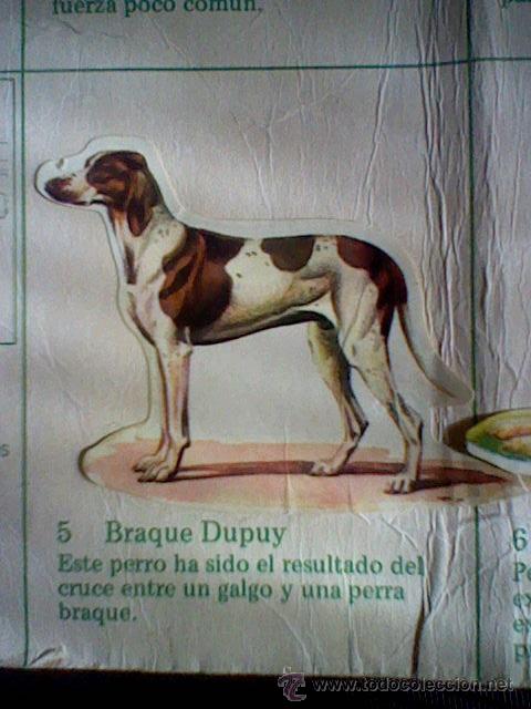 Coleccionismo cromos troquelados antiguos: cromo troquelado recuperado tus amigos perros Panrico premium n&ordm; 5 BRAQUE DUPUY leer