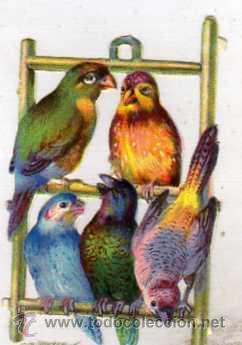 Sammeln alte gestanzte Sammelbilder: Cromo troquelado conjunto de loros. 8 x 5,50 cm Sin publicidad.