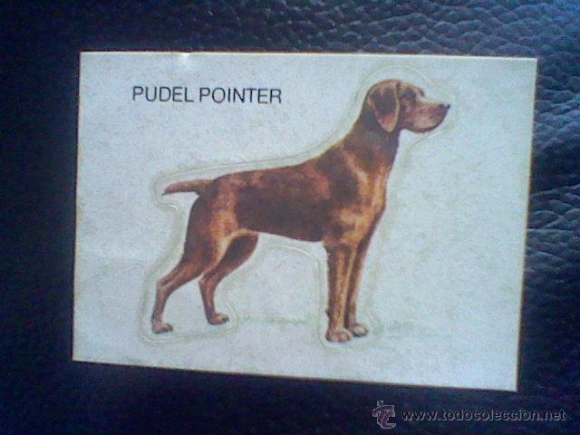 Colecionismo Cromos recortados antigos: CROMO adhesivo perro Pudel pointer troquelado Panrico trasera sorteo 101 dalmatas *c8