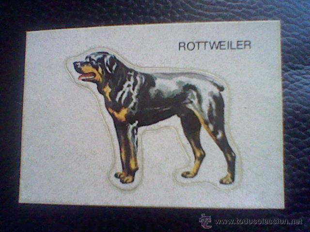Sammeln alte gestanzte Sammelbilder: CROMO adhesivo perro rottweiler  troquelado Panrico trasera sorteo 101 dalmatas *c8