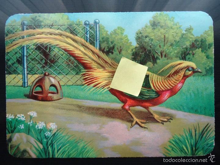 Collezionismo Figurine ritagliate antiche: cromo de palma gijon troquelado faisan exotica pajaro plumas fauna animal avicultura pavo real