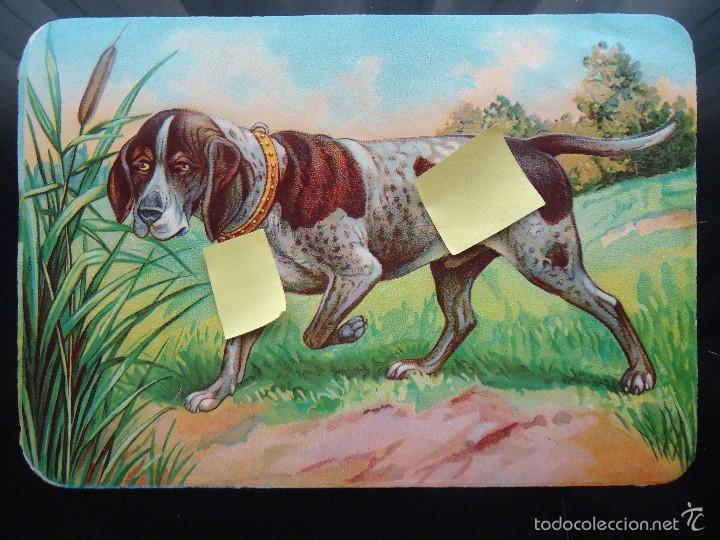 Collezionismo Figurine ritagliate antiche: cromo de palma gijon troquelado perro cazador caza can chucho braco canis lupus cinegetica escopeta