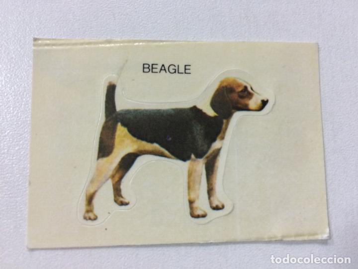Collectable Antique Stamped Cards: TUS AMIGOS LOS PERROS, BEAGLE, CROMO TROQUELADO, PANRICO.