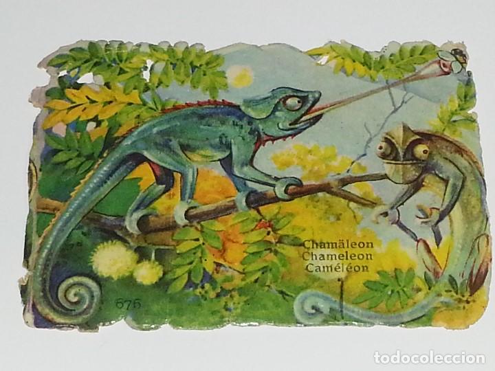 Colecionismo Cromos recortados antigos: ANTIGUO CROMO TROQUELADO DE FINALES SIGLO XIX PPIOS SIGLO XX TROQUELADO CAMALEON