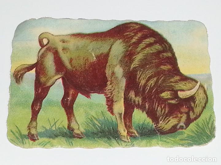 Colecionismo Cromos recortados antigos: ANTIGUO CROMO TROQUELADO ESPA&Ntilde;OL DE FINALES SIGLO XIX PPIOS SIGLO XX BISONTE BUFALO ANIMALES