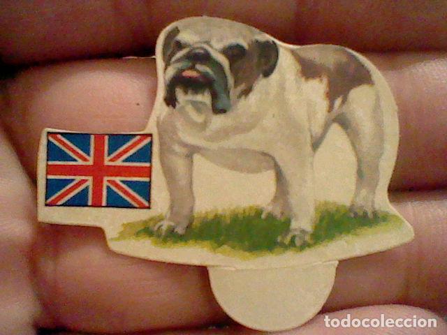 Colecionismo Cromos recortados antigos: panrico cromo sin pegar nunca perros n&ordm; 33 bull dog