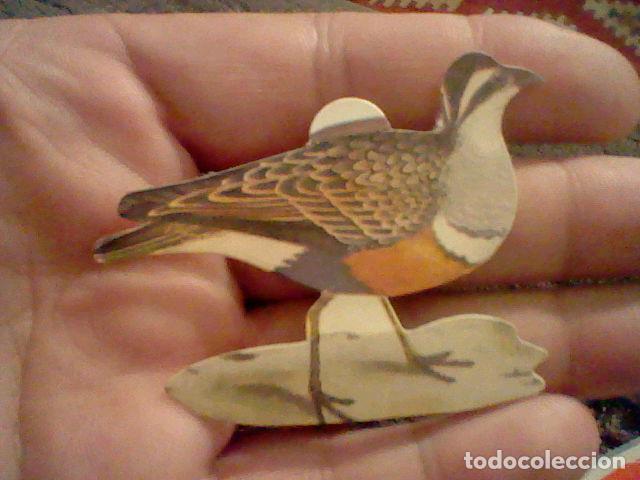 Colecionismo Cromos recortados antigos: panrico cromo sin pegar nunca pajaros  n&ordm; 13 chorlito carambolo