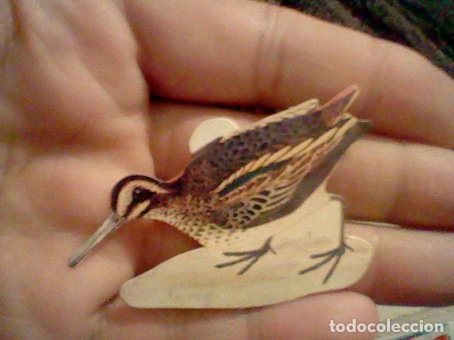 Colecionismo Cromos recortados antigos: panrico cromo sin pegar nunca pajaros n&ordm; 5 agachadiza chica