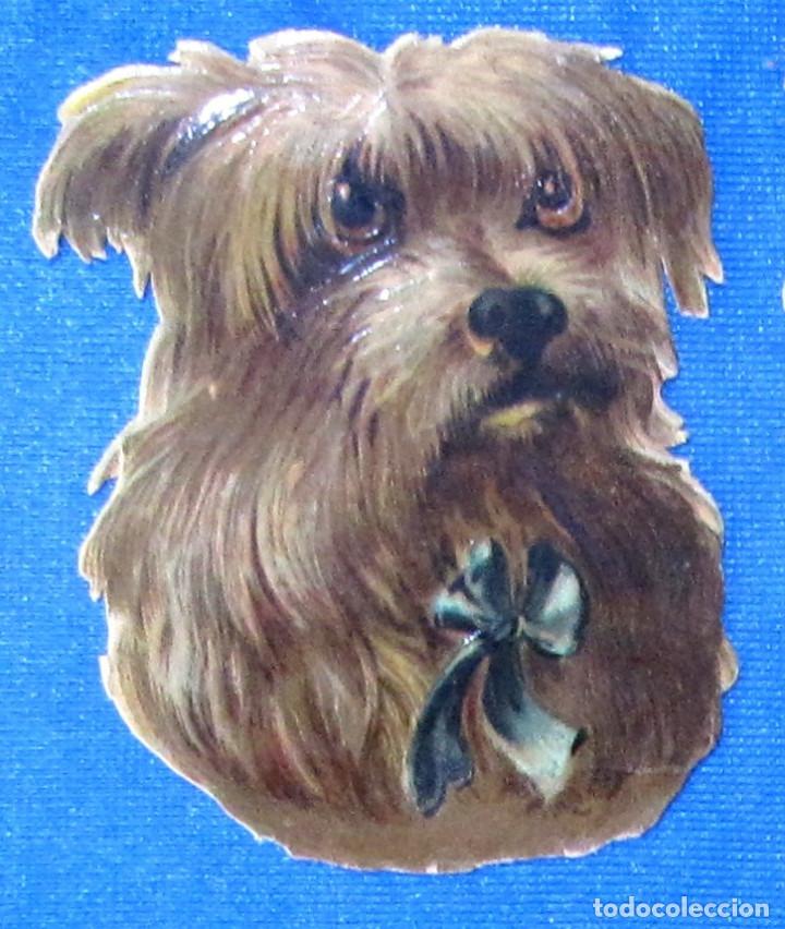Colecionismo Cromos recortados antigos: CROMO TROQUELADO. CABEZA Y PECHO DE PERRO. CHOCOLATE E. JUNCOSA, BARCELONA. FINALES DEL SIGLO XIX.