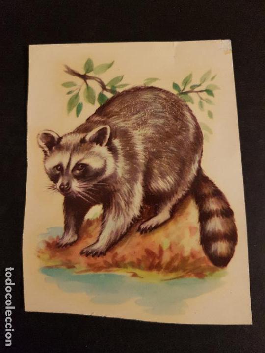 Coleccionismo cromos troquelados antiguos: LAMINA CON CALCAMONIA MAPACHE - Foto 1