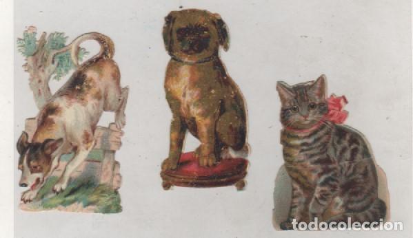 Coleccionismo cromos troquelados antiguos: Lote de 3 cromos troquelados de perros y gato  Sin publicidad. 6,50 x 3 cm cada uno.