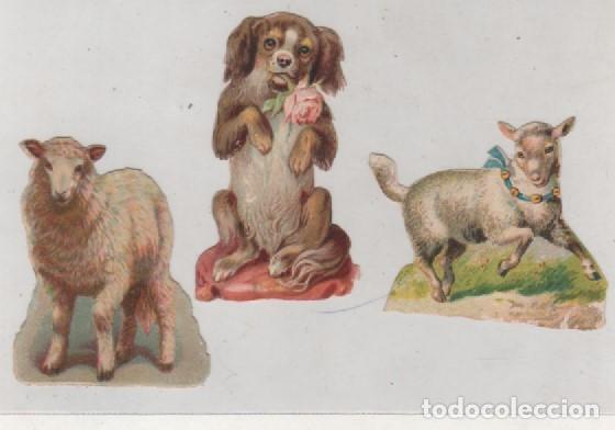 Collectionnisme Cartes &agrave; collectionner massicot&eacute;es anciennes: Lote de 3 cromos troquelados de obejas y un perro. Sin publicidad. 6,50 x 3 cm cada uno.