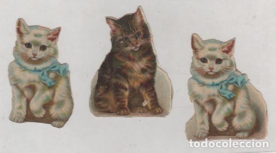 Coleccionismo cromos troquelados antiguos: 3 cromos troquelados de gatos Sin publicidad. 5 x 4 cm cada uno